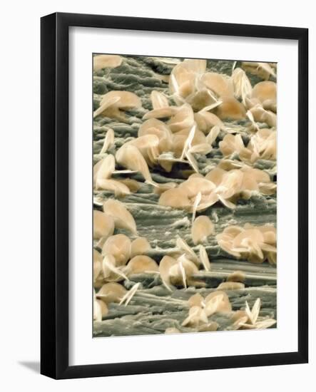 Lead Oxide Crystals on Lead, SEM-Dr. Kari Lounatmaa-Framed Photographic Print