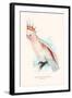 Leadbeater's Cockatoo - Cocatua Leadbeateri-Edward Lear-Framed Art Print