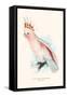 Leadbeater's Cockatoo - Cocatua Leadbeateri-Edward Lear-Framed Stretched Canvas