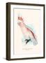 Leadbeater's Cockatoo - Cocatua Leadbeateri-Edward Lear-Framed Art Print