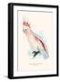 Leadbeater's Cockatoo - Cocatua Leadbeateri-Edward Lear-Framed Art Print