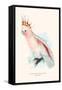 Leadbeater's Cockatoo - Cocatua Leadbeateri-Edward Lear-Framed Stretched Canvas