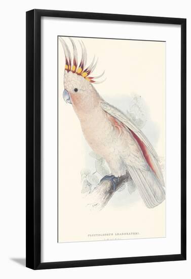 Leadbeater's Cockatoo-Edward Lear-Framed Premium Giclee Print