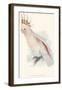 Leadbeater's Cockatoo-Edward Lear-Framed Premium Giclee Print