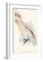 Leadbeater's Cockatoo-Edward Lear-Framed Premium Giclee Print