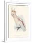 Leadbeater's Cockatoo-Edward Lear-Framed Giclee Print