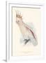 Leadbeater's Cockatoo-Edward Lear-Framed Giclee Print