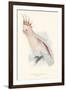 Leadbeater's Cockatoo-Edward Lear-Framed Giclee Print