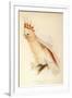 Leadbeater'S, Major Mitchell'S, or Pink Cockatoo-Edward Lear-Framed Giclee Print