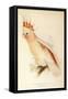 Leadbeater'S, Major Mitchell'S, or Pink Cockatoo-Edward Lear-Framed Stretched Canvas