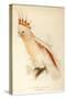 Leadbeater'S, Major Mitchell'S, or Pink Cockatoo-Edward Lear-Stretched Canvas