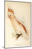 Leadbeater'S, Major Mitchell'S, or Pink Cockatoo-Edward Lear-Mounted Giclee Print