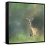 Leader of the Herd White Tailed Buck-Jai Johnson-Framed Stretched Canvas