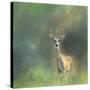 Leader of the Herd White Tailed Buck-Jai Johnson-Stretched Canvas