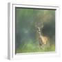 Leader of the Herd White Tailed Buck-Jai Johnson-Framed Giclee Print