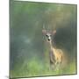 Leader of the Herd White Tailed Buck-Jai Johnson-Mounted Giclee Print