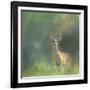 Leader of the Herd White Tailed Buck-Jai Johnson-Framed Giclee Print