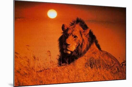 Leadership: Lion-null-Mounted Art Print