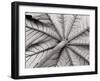 Leaf 1-Lee Peterson-Framed Photographic Print