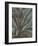 Leaf 5-Botanical Series-Framed Art Print