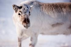 A Wild Reindeer on the Island of Spitsbergen, Svalbard, Norway-leaf-Framed Photographic Print