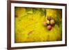 Leaf and Cluster 1-Jessica Rogers-Framed Giclee Print