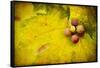 Leaf and Cluster 1-Jessica Rogers-Framed Stretched Canvas