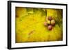 Leaf and Cluster 1-Jessica Rogers-Framed Giclee Print