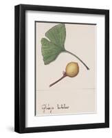 Leaf and Fruit of Ginkgo (Ginkgo Biloba), Ginkgoaceae-null-Framed Premium Giclee Print