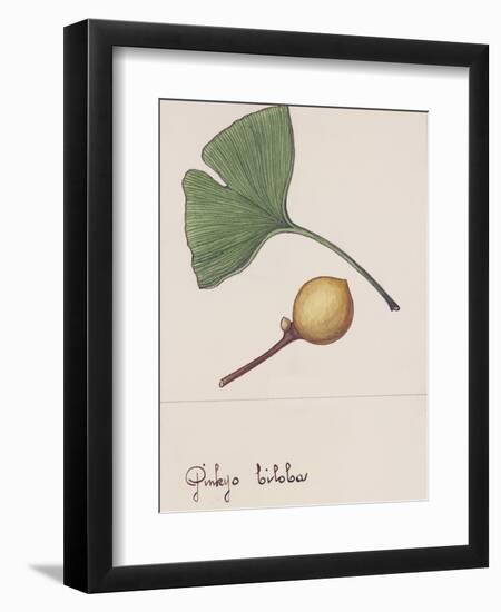 Leaf and Fruit of Ginkgo (Ginkgo Biloba), Ginkgoaceae-null-Framed Premium Giclee Print