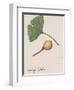 Leaf and Fruit of Ginkgo (Ginkgo Biloba), Ginkgoaceae-null-Framed Premium Giclee Print