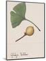 Leaf and Fruit of Ginkgo (Ginkgo Biloba), Ginkgoaceae-null-Mounted Premium Giclee Print