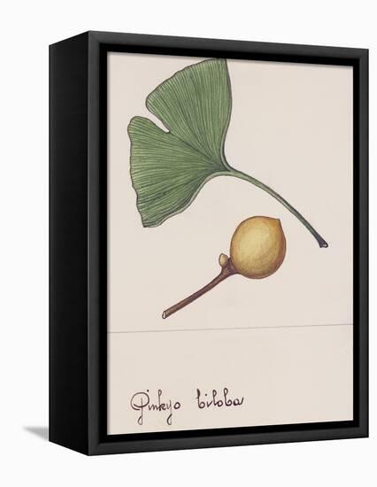 Leaf and Fruit of Ginkgo (Ginkgo Biloba), Ginkgoaceae-null-Framed Stretched Canvas