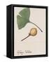 Leaf and Fruit of Ginkgo (Ginkgo Biloba), Ginkgoaceae-null-Framed Stretched Canvas