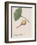 Leaf and Fruit of Ginkgo (Ginkgo Biloba), Ginkgoaceae-null-Framed Giclee Print