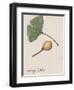 Leaf and Fruit of Ginkgo (Ginkgo Biloba), Ginkgoaceae-null-Framed Giclee Print