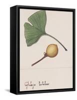 Leaf and Fruit of Ginkgo (Ginkgo Biloba), Ginkgoaceae-null-Framed Stretched Canvas