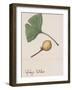 Leaf and Fruit of Ginkgo (Ginkgo Biloba), Ginkgoaceae-null-Framed Giclee Print