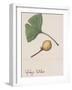 Leaf and Fruit of Ginkgo (Ginkgo Biloba), Ginkgoaceae-null-Framed Giclee Print