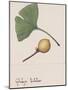 Leaf and Fruit of Ginkgo (Ginkgo Biloba), Ginkgoaceae-null-Mounted Giclee Print