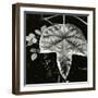 Leaf and Rain Drops, Hawaii, 1979-Brett Weston-Framed Photographic Print