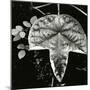 Leaf and Rain Drops, Hawaii, 1979-Brett Weston-Mounted Photographic Print