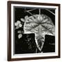 Leaf and Rain Drops, Hawaii, 1979-Brett Weston-Framed Photographic Print