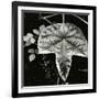 Leaf and Rain Drops, Hawaii, 1979-Brett Weston-Framed Photographic Print