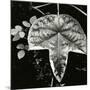 Leaf and Rain Drops, Hawaii, 1979-Brett Weston-Mounted Photographic Print