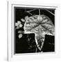 Leaf and Rain Drops, Hawaii, 1979-Brett Weston-Framed Photographic Print