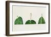 Leaf Bases Rounded, Cordate, Oblique-null-Framed Giclee Print