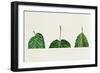 Leaf Bases Rounded, Cordate, Oblique-null-Framed Giclee Print