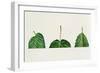 Leaf Bases Rounded, Cordate, Oblique-null-Framed Giclee Print