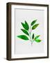 Leaf Branch-Jasmine Woods-Framed Art Print